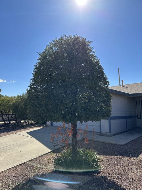 Tree Trimming and Removal — Arizona Landscaping photo gallery