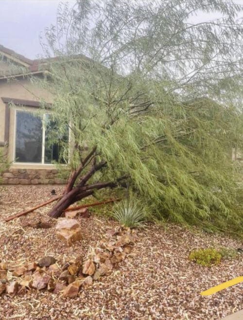 Before the work: the tree fallen in the front garden