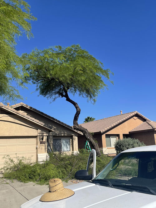 Tree & garden — Arizona Landscaping photo gallery