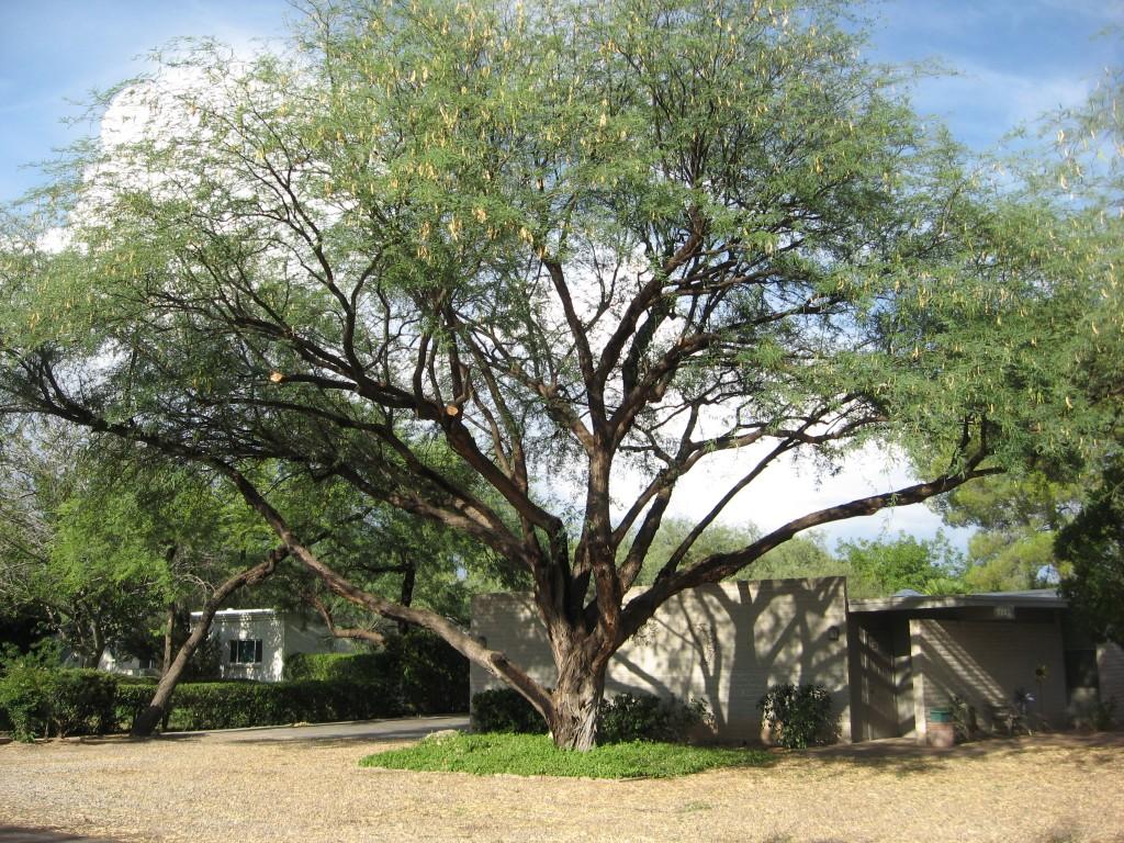 Tree Trimming and Removal