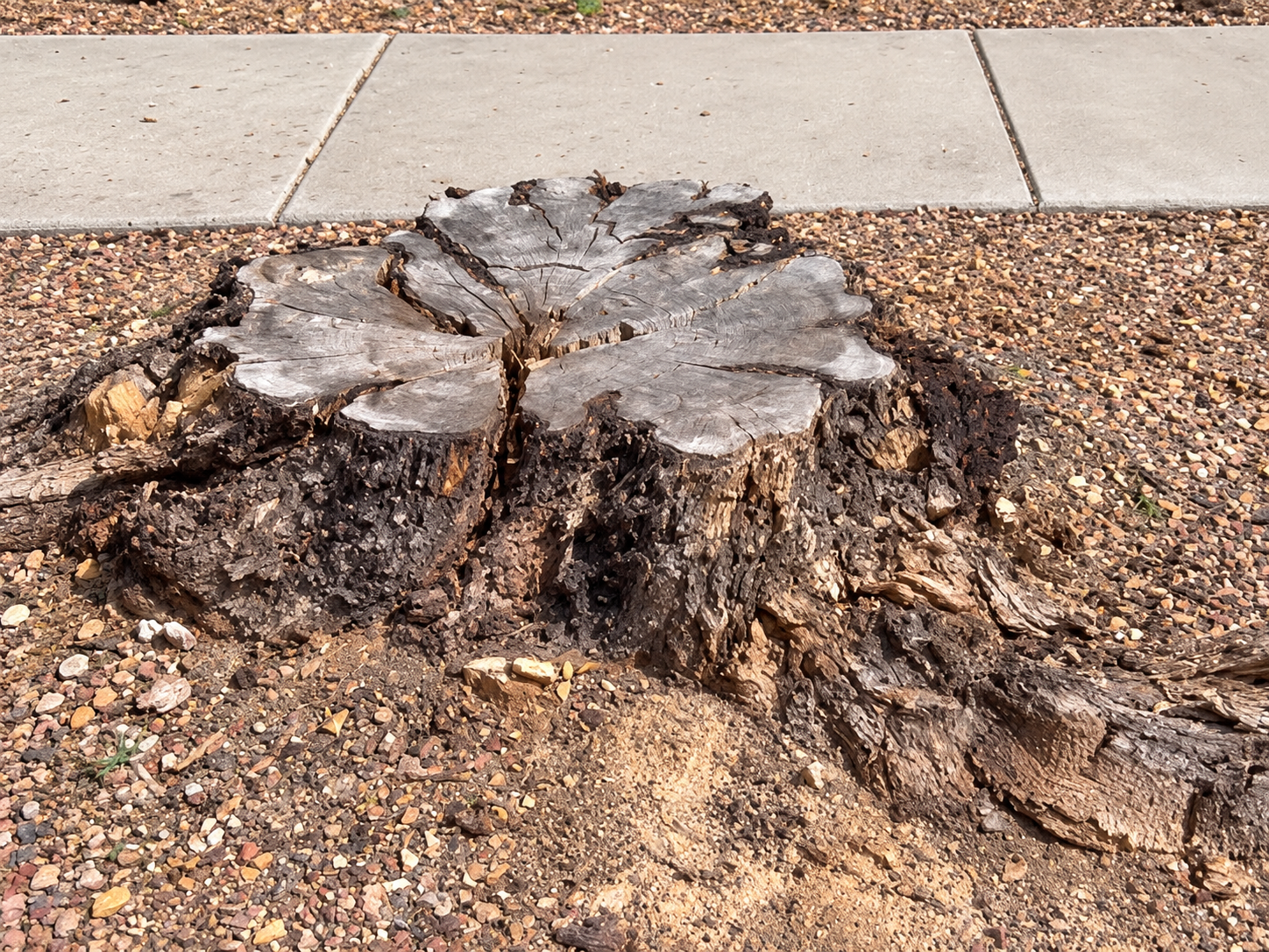 Tree stump before removal